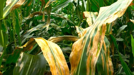 Khi bệnh phát triển mạnh, các vết bệnh liên kết với nhau làm phần lớn diện tích lá bị cháy khô