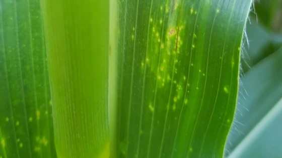 Triệu chứng ban đầu là các đốm nhỏ