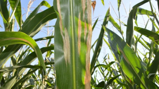 Bệnh phát triển trong điều kiện gieo trồng dày, âm độ cao, loại giống lá mọc ngang