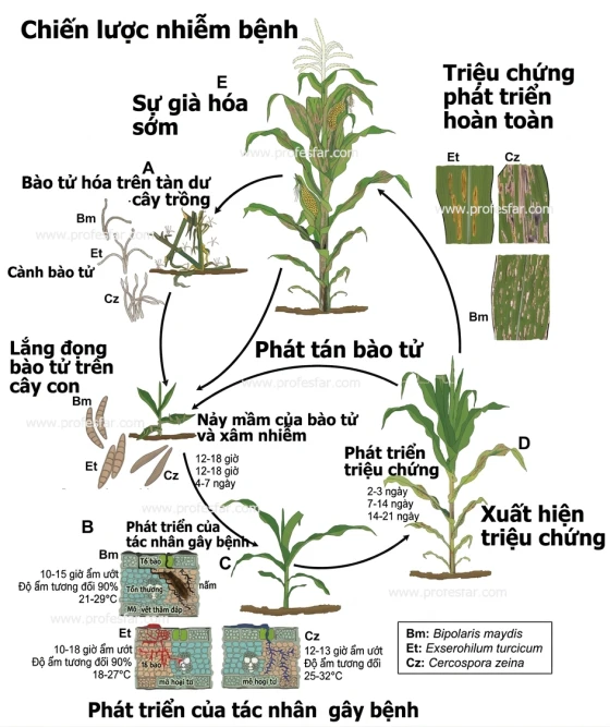 Quy luật phát sinh, phát triển của 3 loài nấm gây bệnh đốm lá ngô