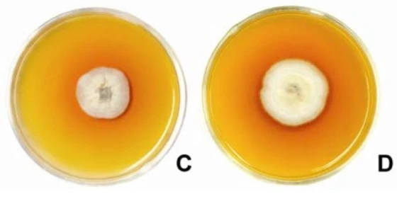 Khuẩn lạc và sắc tố của Gonatophragmium sp. được nuôi trong tối ở 28–30°C trên môi trường PDA