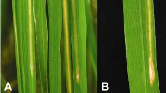 Triệu chứng của bệnh vàng lá chín sớm: A, Triệu chứng điển hình trên đồng ruộng. B, Cận cảnh một triệu chứng điển hình