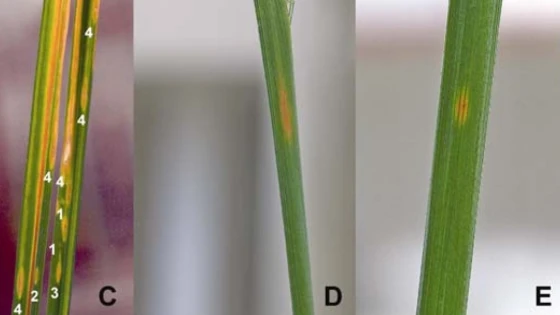 C, D và E, các vết bệnh lần lượt trên lá, bẹ lá và thân của cây được gây nhiễm bằng dòng phân lập PRS37 (trong nghiên cứu của F. A. Elazegui và cộng sự)