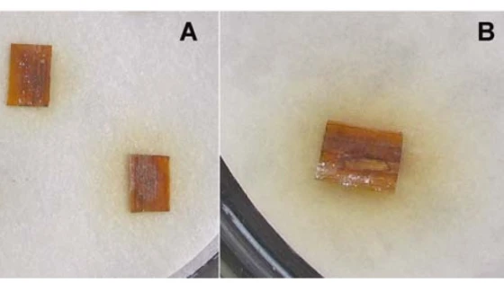 A, Các đoạn lá có vết bệnh đang tạo bào tử;
B, Cận cảnh lá nhiễm được ủ bằng phương pháp blotter trong 7 ngày ở 28-30°C.