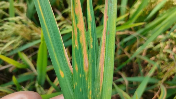 Triệu chứng điển hình bệnh sọc đỏ (vàng lá chín sớm): Vết bệnh lan rộng dọc theo bẹ lá về phía ngọn lá