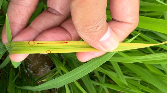 Triệu chứng bệnh sọc đỏ (vàng lá chín sớm) tại Nghệ An 2026