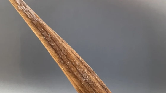 Mẫu bệnh được thu thập tại Nghệ An 2025, được Profesfar Việt Nam