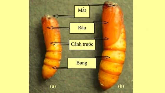 Nhộng sâu đục thân cú mèo: a) Nhộng đực; b) Nhộng cái