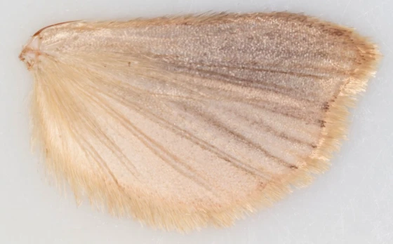 Cánh sau con đực