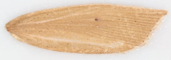 Cánh trước con cái
