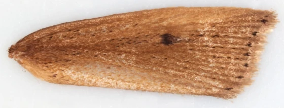Cánh trước con đực