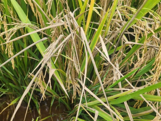Triệu chứng gây hại