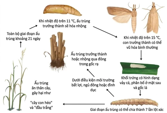 Vòng đời Sâu đục thân 5 vạch đầu đen