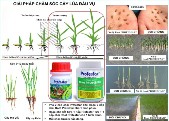 Root PROFESFAR kích thích sinh trưởng 