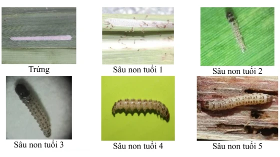 Các tuổi sâu đục thân 4 vạch đầu vàng (Ảnh Cục BVTV)