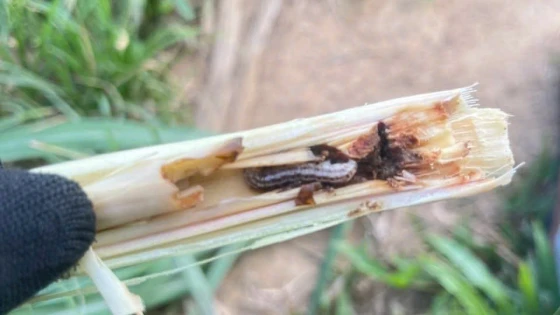 Sâu đục thân hại mía