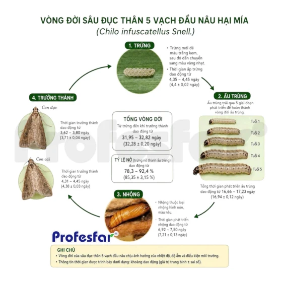 Vòng đời Chilo infuscatellus hại mía