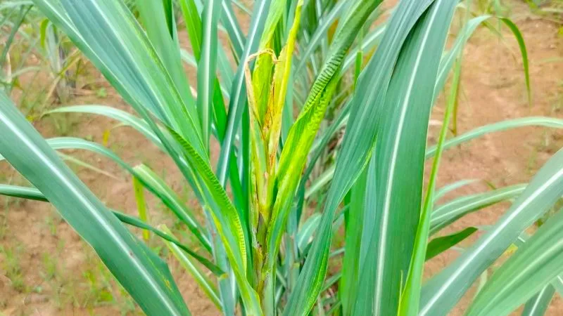Bệnh xoắn ngọn (Pokkah Boeng) trên cây mía - FFSC