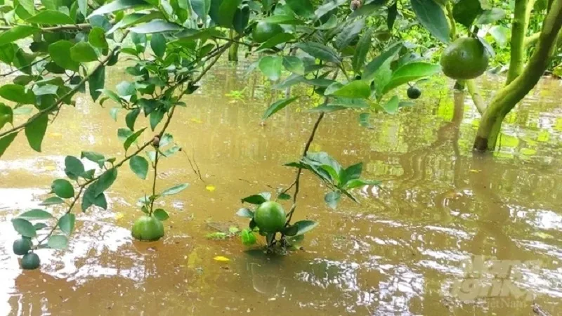 Phục hồi cây trồng sau ngập úng