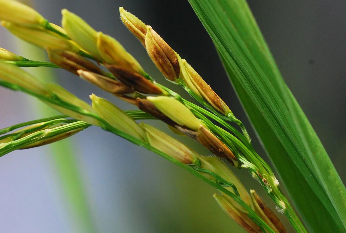 Hạt lúa đen, lép sau trỗ với tác nhân Burkholderia gladioli