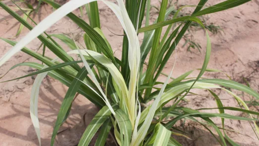 Bệnh trắng lá mía do PHYTOPLASMA