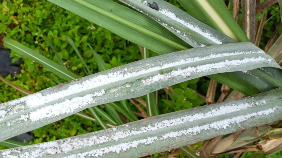 Các loài rệp từng được ghi nhận gây hại trên mía